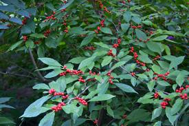 native holly with berries